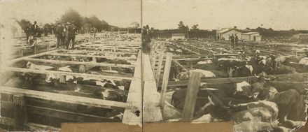 Abraham & Williams sale yards, Levin