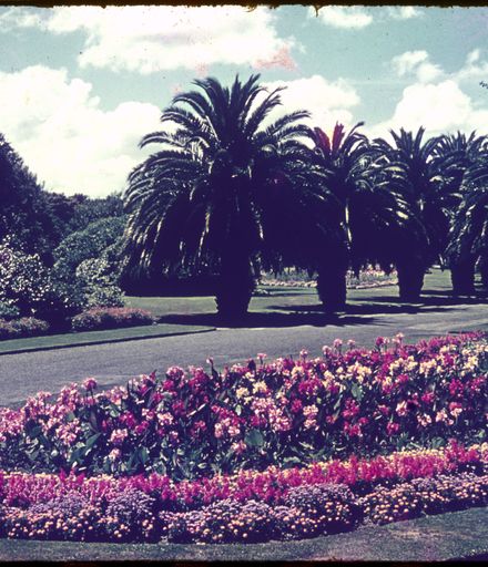 Phoenix Palms in the Victoria Esplanade, Palmerston North