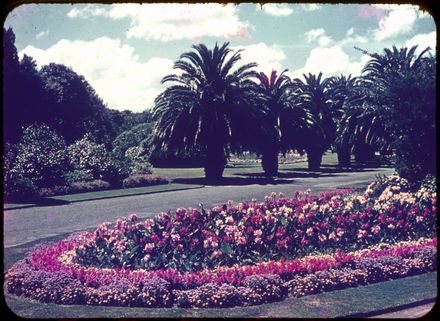 Phoenix Palms in the Victoria Esplanade, Palmerston North