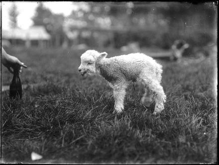 Lamb Waiting to be Fed