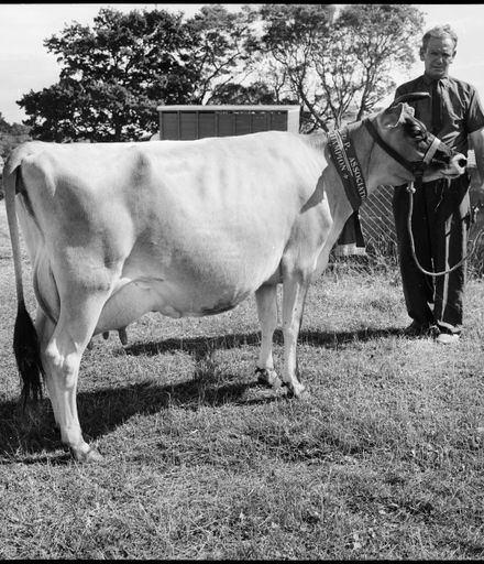 Mr D J Arnott with Jersey Cow