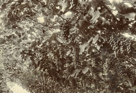 Grape growing in glass houses at Manawatu Vineries, College Street