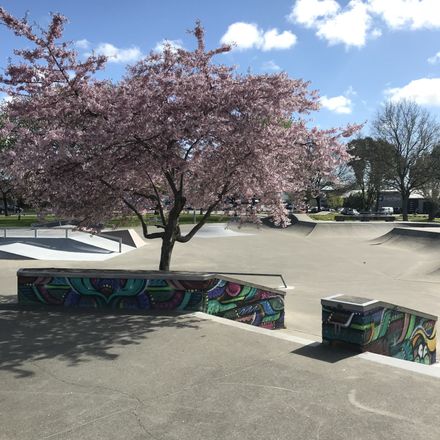 Palmerston North Skate Park in blossom