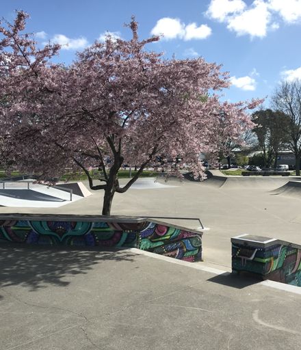 Palmerston North Skate Park in blossom