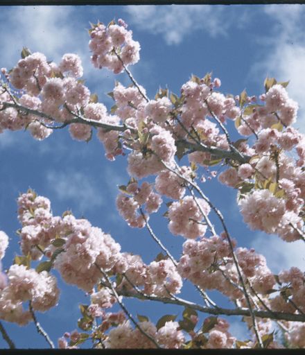 Victoria Esplanade Gardens - Cherry Blossoms