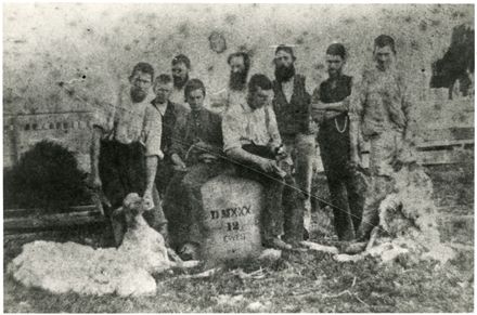 Sheep Shearing Gang