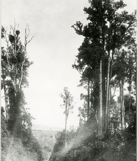 Totara Reserve, Pohangina Valley