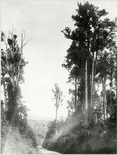 Totara Reserve, Pohangina Valley