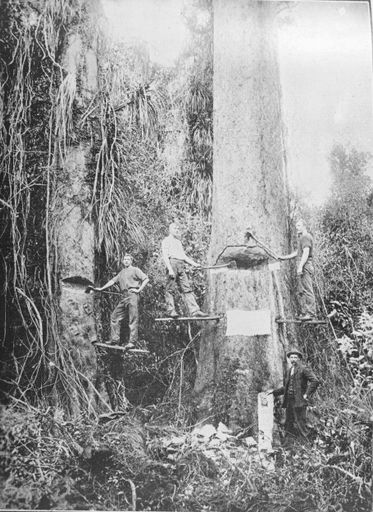 Workmen felling trees, Horowhenua