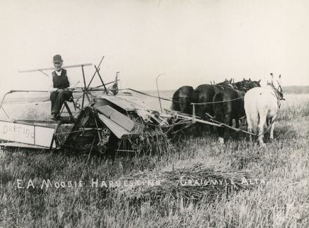 E A Moodie harvesting, Craigmyle Alta