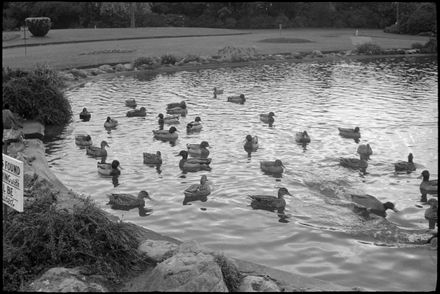 Esplanade Duck Pond