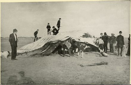 Stranded Whale, Foxton Beach