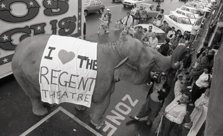 "Elephant Weighs in for Regent"