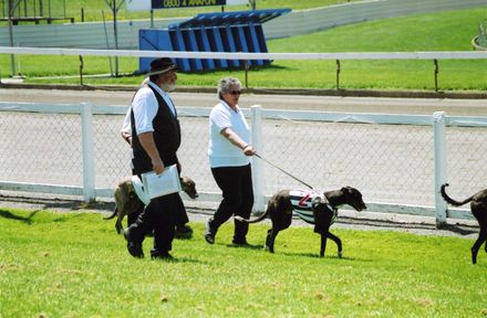 Racing Dogs - Resource cover image