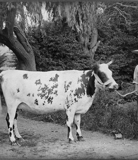 Jack Slack with cow