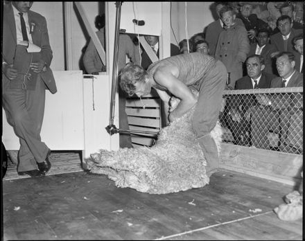 "North Island Y.F.C. Shearing Championship"