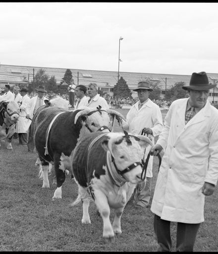 "Supreme Champion Leads the Parade" Royal Show