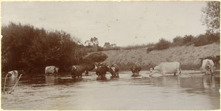 Cows, Oroua River