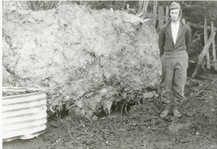 Wind Damage - Fallen Tree