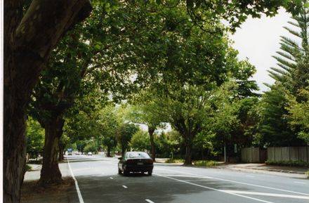 Trees on Fitzherbert Avenue - Resource cover image