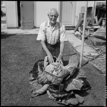 "Enough for a Banquet" Enormous Cabbage