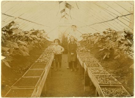 Glasshouse of Manawatu Vineries, College Street
