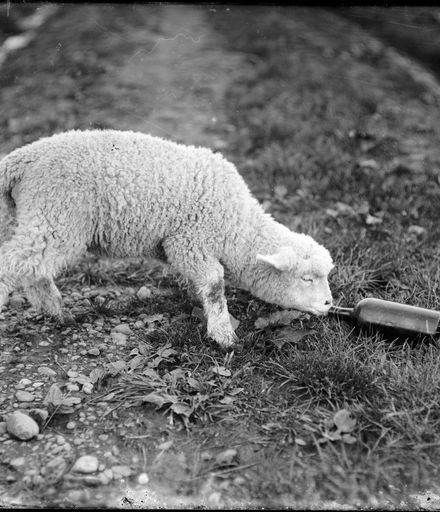 Lamb Drinking from Bottle