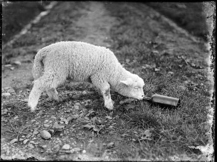 Lamb Drinking from Bottle