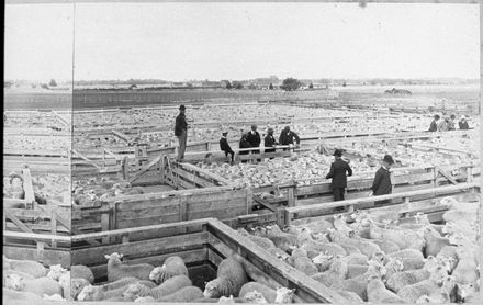 Feilding Saleyards