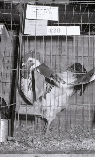 "Poultry and Pidgeon Show"