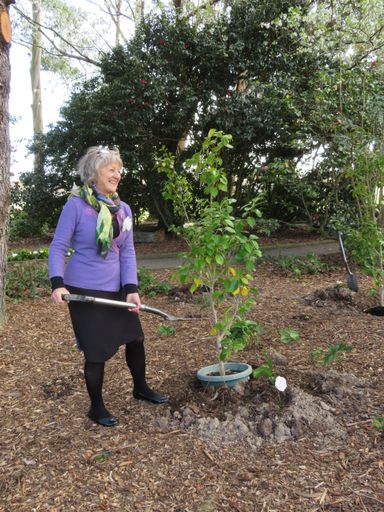 Margaret Tennant planting "Kate Sheppard" camellia to mark Suffrage 125