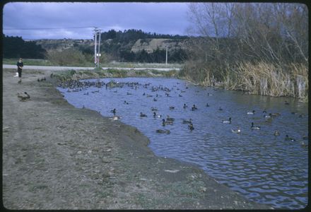 Scene near Manawatū River