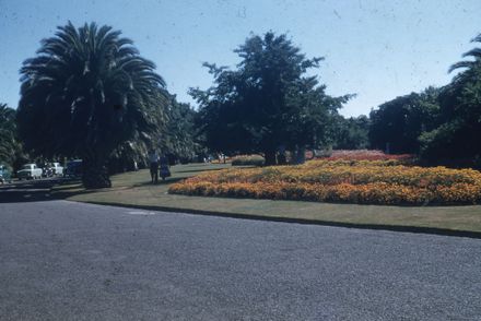 Flowering Herbaceous Bedding Plants at the Victoria Esplanade
