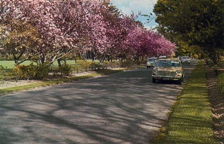 Cherry Trees, Victoria Esplanade