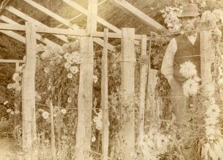 William Chapman and chrysanthemums - Resource cover image