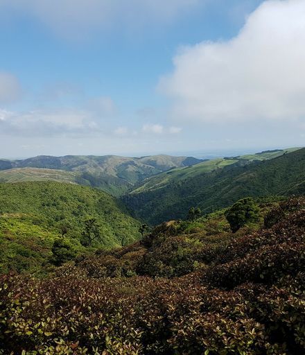 View of Kahuterawa & Arapuke Forest Park