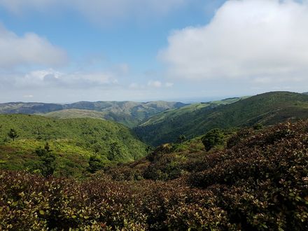 View of Kahuterawa & Arapuke Forest Park