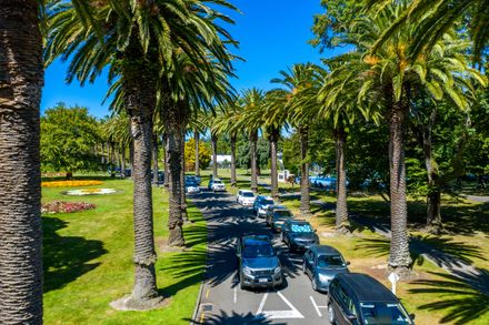The Esplanade: Phoenix Palms lining Palm Drive
