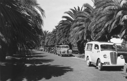 Phoenix palms lining Victoria Drive, Victoria Esplanade