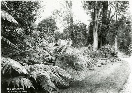 Victoria Esplanade - Path and Bush