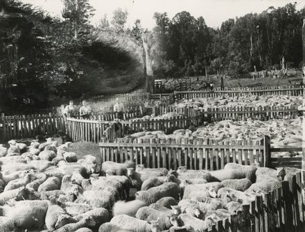 Saleyards at Pohangina
