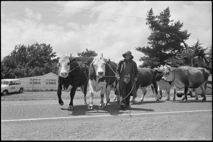 Sanson Centenary Procession: Bullock Team