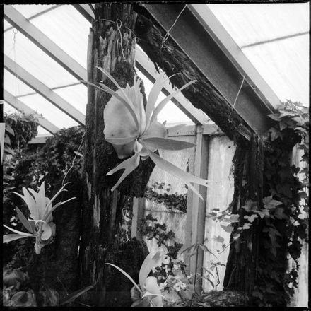 "Feeds on Banana Skins"