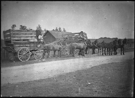 Horses and Carts in Pohangina Valley