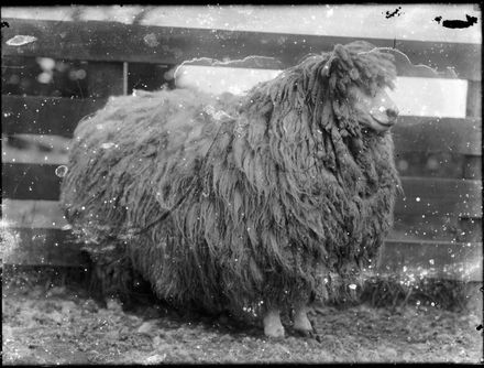 Sheep before Shearing