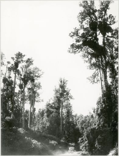 Totara Reserve, Pohangina Valley