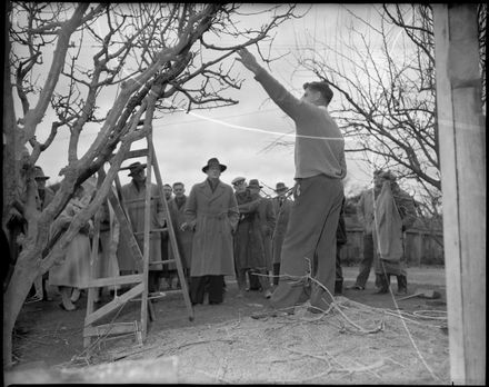 "Demonstration in Pruning"