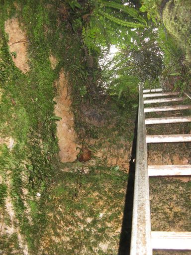 Mine entrance, Hardings Park