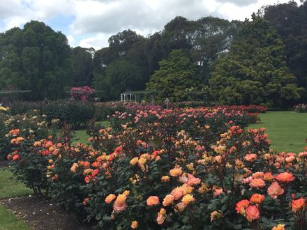Rose Garden at Victoria Esplanade