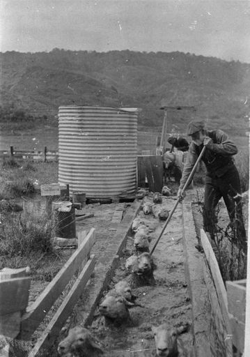 Sheep dipping